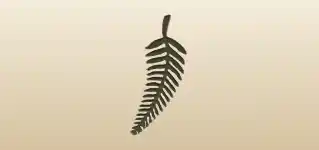 Fern