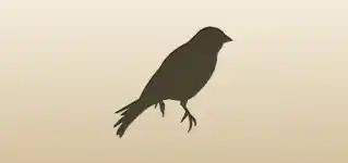 Canary