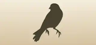 Canary