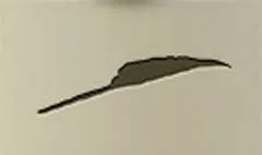 羽のシルエット