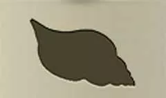 貝殻のシルエット