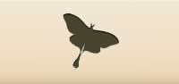 Moth silhouette