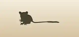 メガネザルのシルエット