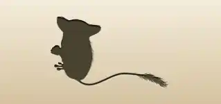 メガネザルのシルエット