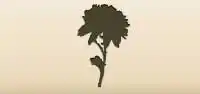 Chrysanthemum