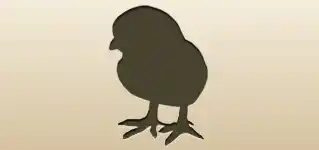 ひよこ