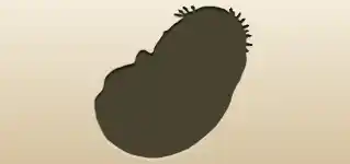ひよこ