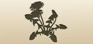 タンポポ