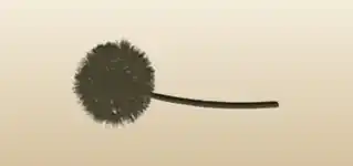 タンポポ