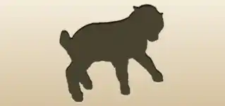 仔山羊