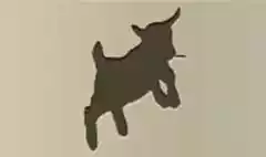 仔山羊