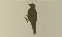 キツツキ