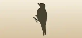 Woodpecker silhouette