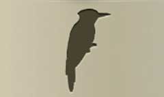 Woodpecker silhouette