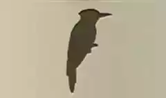 キツツキ
