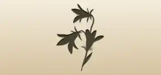 Bluebell silhouette