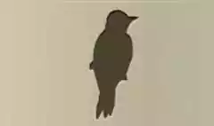 キツツキ