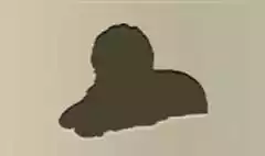 イヌ