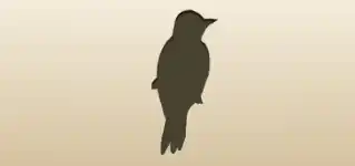 Woodpecker silhouette