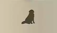 イヌ