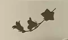 ブルーベルの花