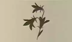 ブルーベルの花