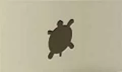 カメ
