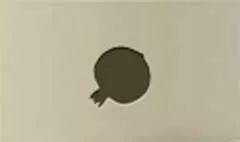 ザクロ