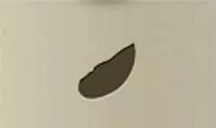 カキ