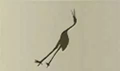 サギ