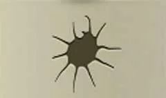貝殻
