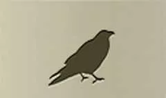 Crow