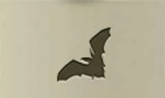 Bat