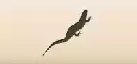 Lizard