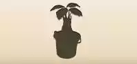 Mandrake Root