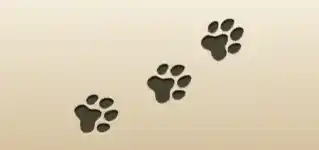 Paw Prints silhouette