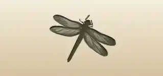 Dragonfly silhouette
