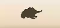 Echidna