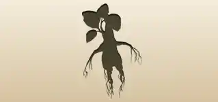 Mandrake Root silhouette
