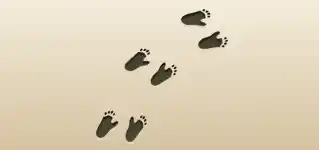 Paw Prints silhouette