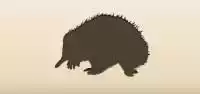 Echidna
