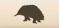 Echidna
