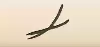 Garden Shears