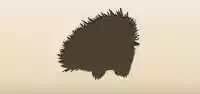 Echidna