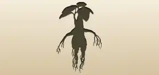 Mandrake Root silhouette
