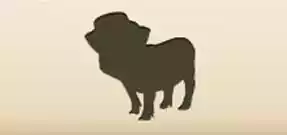 Piggy
