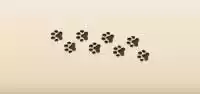 Paw Prints