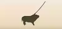 Piggy