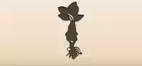 Mandrake Root