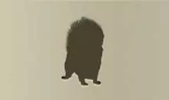 リス